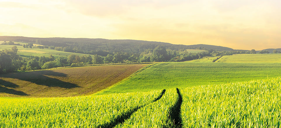 Weiter Blick auf ein grün bewachsenes Feld.